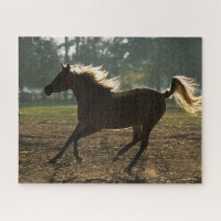 Bob Langrish | Arabischer Running Backlit