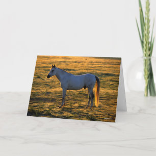 Bob Langrish   Arabischer Stehender Backlit Karte