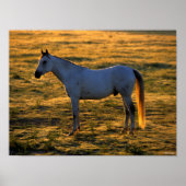 Bob Langrish | Arabischer Stehender Backlit Poster (Vorne)