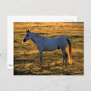 Bob Langrish Arabischer Stehender Backlit Postkarte