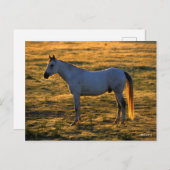 Bob Langrish | Arabischer Stehender Backlit Postkarte (Vorne/Hinten)