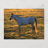 Bob Langrish | Arabischer Stehender Backlit Postkarte (Vorderseite)