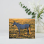 Bob Langrish | Arabischer Stehender Backlit Postkarte (Stehend Vorderseite)