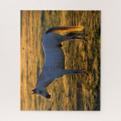 Bob Langrish | Arabischer Stehender Backlit Puzzle (Vertikal)