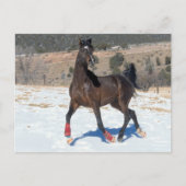 Bob Langrish | Arabisches Pferd in der Bucht im Sc Postkarte (Vorderseite)