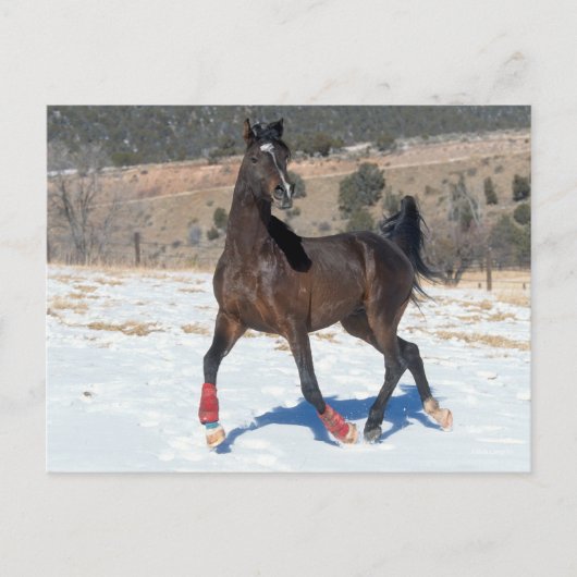 Bob Langrish | Arabisches Pferd in der Bucht im Sc Postkarte (Vorderseite)