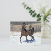 Bob Langrish | Arabisches Pferd in der Bucht im Sc Postkarte (Stehend Vorderseite)