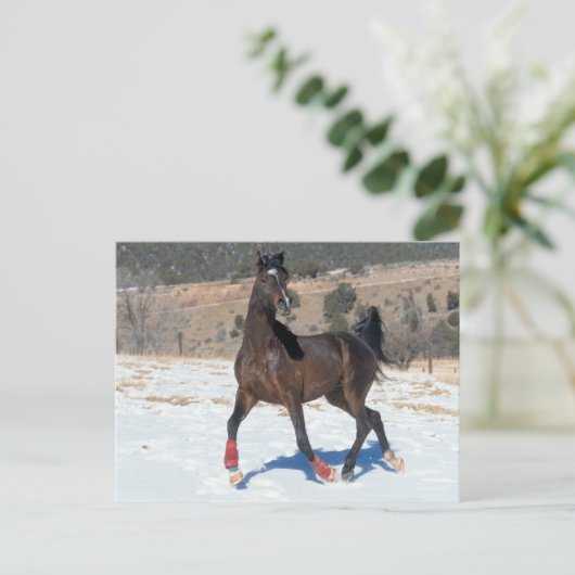 Bob Langrish | Arabisches Pferd in der Bucht im Sc Postkarte (Stehend Vorderseite)