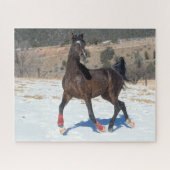 Bob Langrish | Arabisches Pferd in der Bucht im Sc Puzzle (Horizontal)