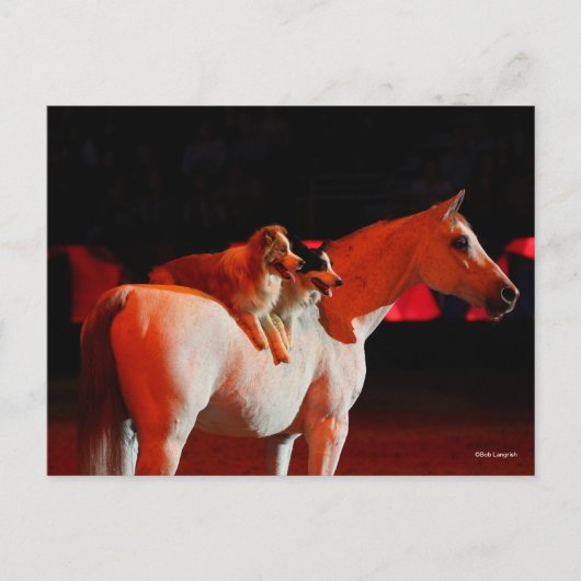 Bob Langrish | Arabisches Pferd Stehend mit Hunden Postkarte (Vorderseite)