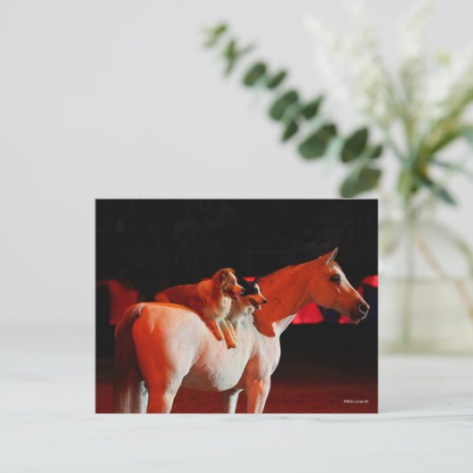Bob Langrish | Arabisches Pferd Stehend mit Hunden Postkarte (Stehend Vorderseite)
