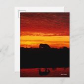 Bob Langrish | Arabisches Pferdeweiden bei Sonnenu Postkarte (Vorne/Hinten)