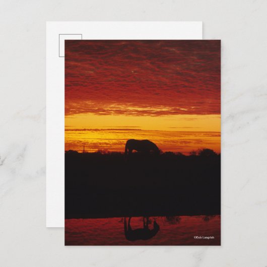 Bob Langrish | Arabisches Pferdeweiden bei Sonnenu Postkarte (Vorne/Hinten)