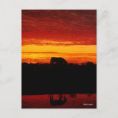 Bob Langrish | Arabisches Pferdeweiden bei Sonnenu Postkarte (Vorderseite)