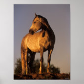Bob Langrish | Arabisches Stehend auf dem Hügel be Poster (Vorne)