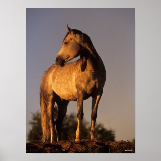 Bob Langrish | Arabisches Stehend auf dem Hügel be Poster (Vorne)