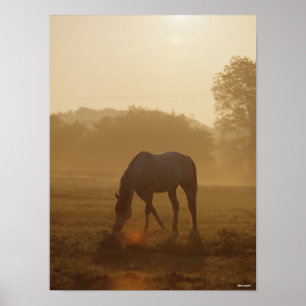 Bob Langrish   Arabisches Weiden bei Sonnenunterga Poster