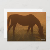 Bob Langrish | Arabisches Weiden im Nebel Postkarte (Vorne/Hinten)