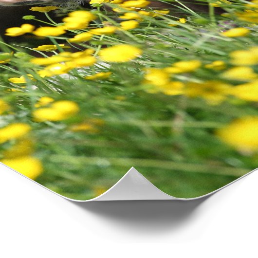 Bob Langrish | Ausruhen von Pony Foal in Blume Poster (Ecke)