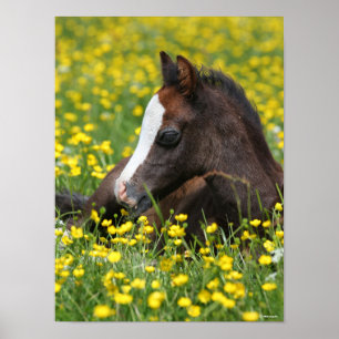 Bob Langrish   Ausruhen von Pony Foal in Blume Poster