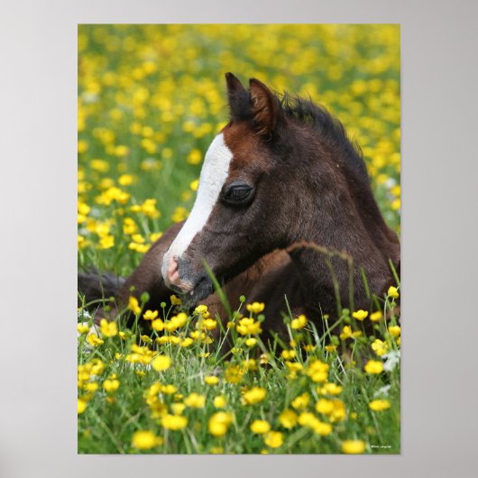 Bob Langrish | Ausruhen von Pony Foal in Blume Poster (Vorne)