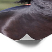 Bob Langrish | Back Andalucian Headshot Poster (Ecke)