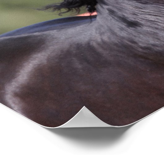 Bob Langrish | Back Andalucian Headshot Poster (Ecke)