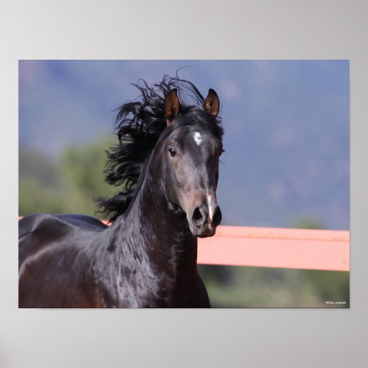 Bob Langrish | Back Andalucian Headshot Poster (Vorne)