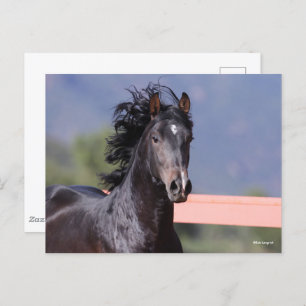 Bob Langrish   Back Andalucian Headshot Postkarte