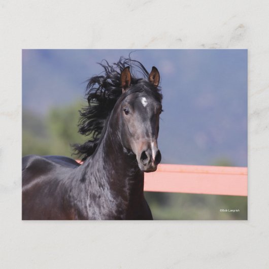 Bob Langrish | Back Andalucian Headshot Postkarte (Vorderseite)