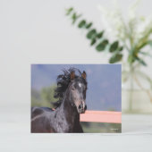 Bob Langrish | Back Andalucian Headshot Postkarte (Stehend Vorderseite)