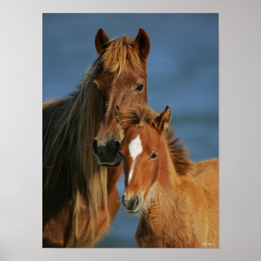 Bob Langrish | Banker Pony Mare and Foal Headshot Poster (Vorne)