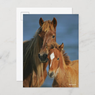 Bob Langrish   Banker Pony Mare and Foal Headshot Postkarte