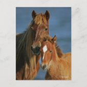 Bob Langrish | Banker Pony Mare and Foal Headshot Postkarte (Vorderseite)