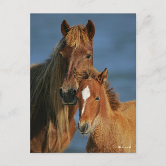 Bob Langrish | Banker Pony Mare and Foal Headshot Postkarte (Vorderseite)