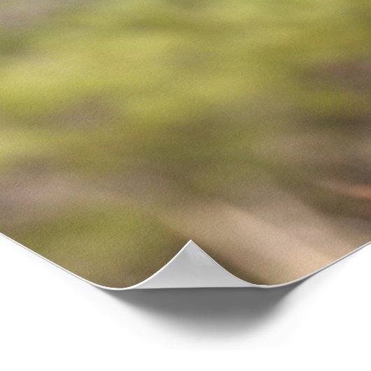 Bob Langrish | Bashkir Curly Mare Headshot Poster (Ecke)