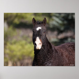 Bob Langrish   Bashkir Curly Mare Headshot Poster