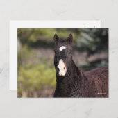 Bob Langrish | Bashkir Curly Mare Headshot Postkarte (Vorne/Hinten)