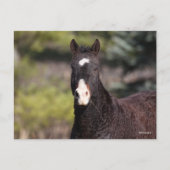 Bob Langrish | Bashkir Curly Mare Headshot Postkarte (Vorderseite)