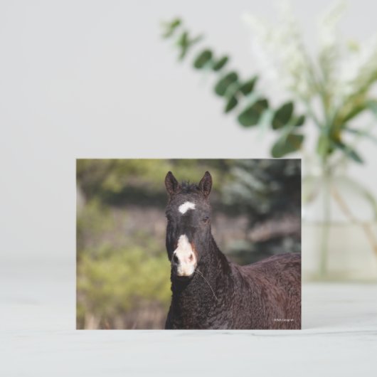 Bob Langrish | Bashkir Curly Mare Headshot Postkarte (Stehend Vorderseite)