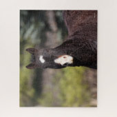 Bob Langrish | Bashkir Curly Mare Headshot Puzzle (Vertikal)