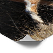 Bob Langrish Bashkir Curly Pferdeschwalbe Poster (Ecke)