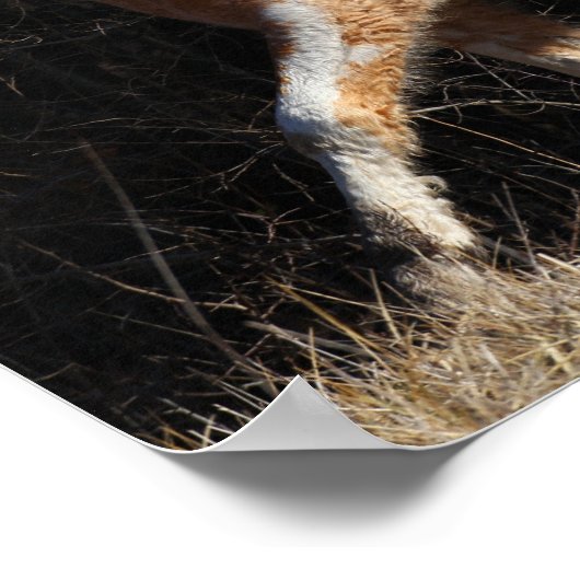 Bob Langrish Bashkir Curly Pferdeschwalbe Poster (Ecke)