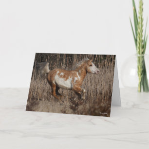 Bob Langrish   Bashkir Curly Stallion Running Karte