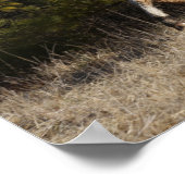 Bob Langrish | Bashkir Curly Stallion Running Poster (Ecke)