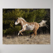 Bob Langrish | Bashkir Curly Stallion Running Poster (Vorne)