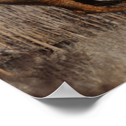 Bob Langrish | Bashkir Curly Stallion Running Poster (Ecke)