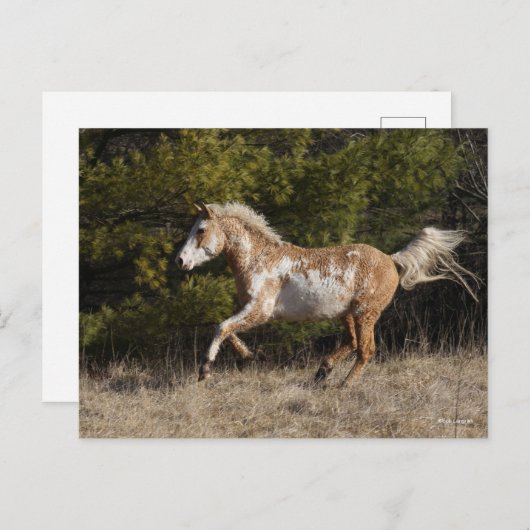 Bob Langrish | Bashkir Curly Stallion Running Postkarte (Vorne/Hinten)