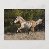 Bob Langrish | Bashkir Curly Stallion Running Postkarte (Vorderseite)
