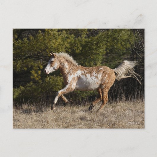Bob Langrish | Bashkir Curly Stallion Running Postkarte (Vorderseite)